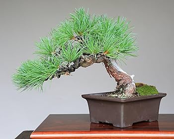 Amazon.co.jp: 吾妻五葉松 実生 古木【樹齢約50年】 小品盆栽